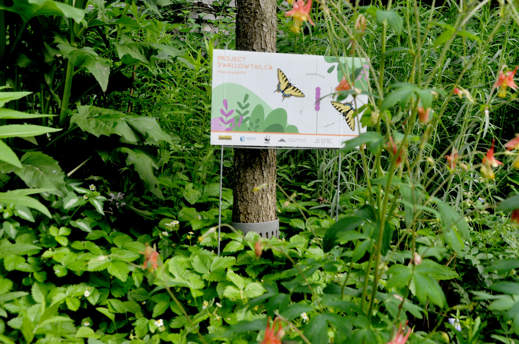 Project Swallowtail’s New Committee Tackles City Gardening Policy