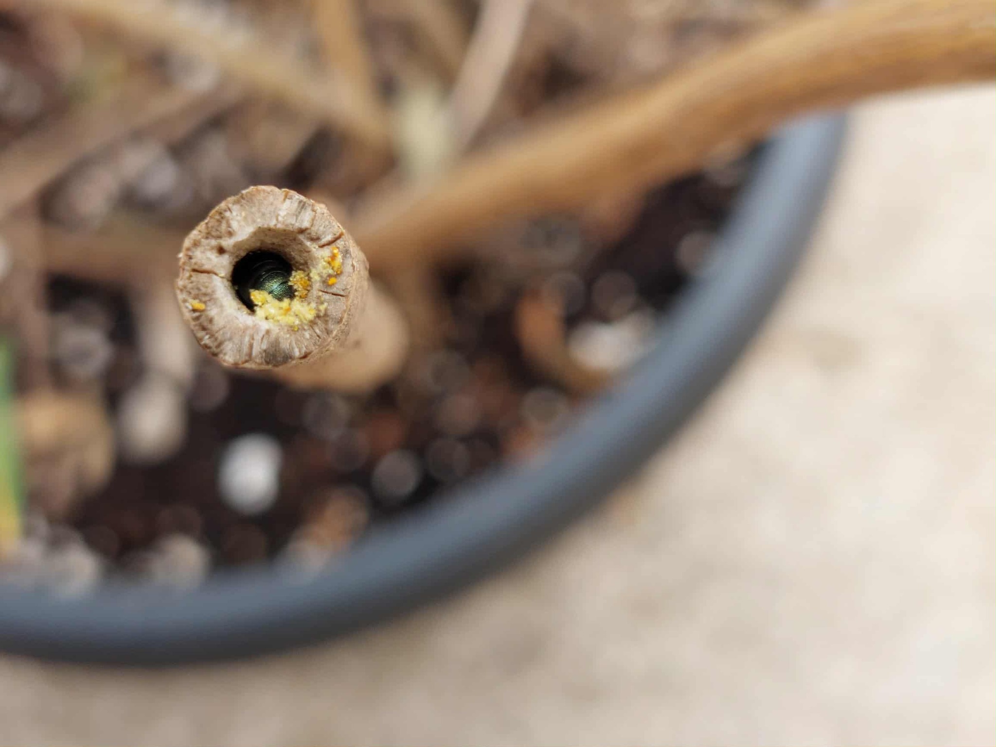 When bees and other pollinators go to bed with Junaid Khan